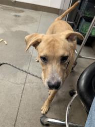 Shelter Stray Male Dog last seen , 4000 N Silverbell Rd, Tucson, AZ 85745, USA