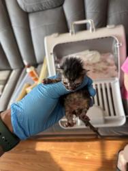 Shelter Stray Unknown Cat last seen GULF HIGHLANDS DR, 19640 Dogpatch Ln, Land O' Lakes, FL 34638, USA
