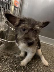 Shelter Stray Female Dog last seen COBRA WAY, 19640 Dogpatch Ln, Land O' Lakes, FL 34638, USA