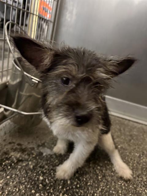 Shelter Stray Female Dog last seen COBRA WAY, 19640 Dogpatch Ln, Land O' Lakes, FL 34638, USA