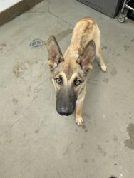 Shelter Stray Male Dog last seen , 4000 N Silverbell Rd, Tucson, AZ 85745, USA