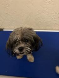 Shelter Stray Male Dog last seen COBRA WAY, 19640 Dogpatch Ln, Land O' Lakes, FL 34638, USA