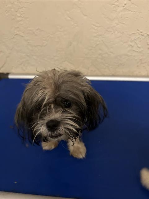 Shelter Stray Male Dog last seen COBRA WAY, 19640 Dogpatch Ln, Land O' Lakes, FL 34638, USA