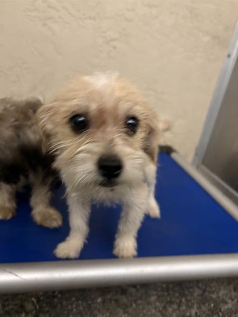 Shelter Stray Female Dog last seen COBRA WAY, 19640 Dogpatch Ln, Land O' Lakes, FL 34638, USA
