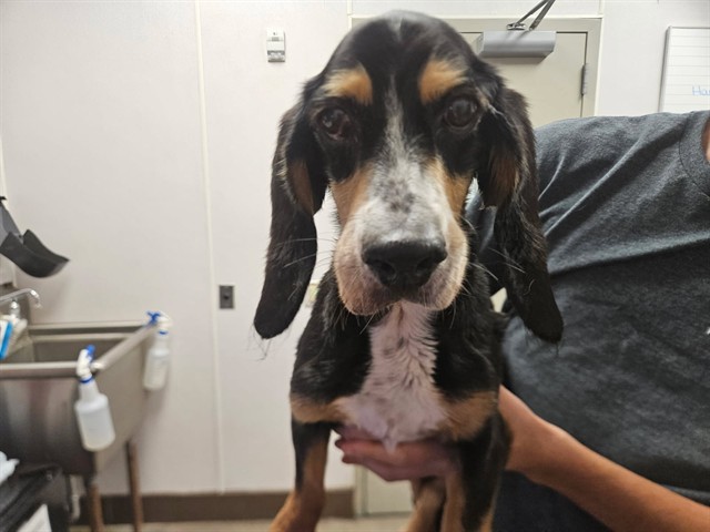 Shelter Stray Female Dog last seen , 4000 N Silverbell Rd, Tucson, AZ 85745, USA