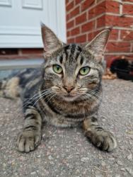 Lost Female Cat last seen The street Acle, Acle, England NR13 3EY