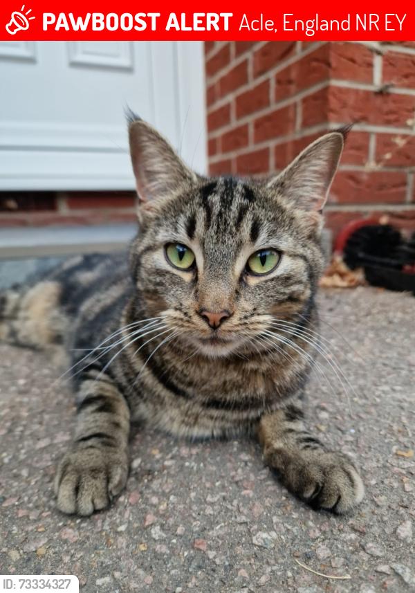 Lost Female Cat last seen The street Acle, Acle, England NR13 3EY