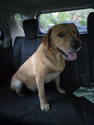 Reunited Male Dog last seen 27th Ave West and 1st Street, near the fire station, Duluth, MN 55806