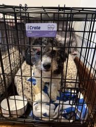 Found/Stray Male Dog last seen Hit by car on Mull Ave by Crawford, Akron, OH 44313