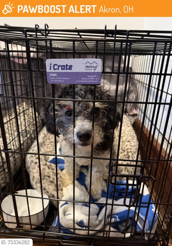 Found/Stray Male Dog last seen Hit by car on Mull Ave by Crawford, Akron, OH 44313
