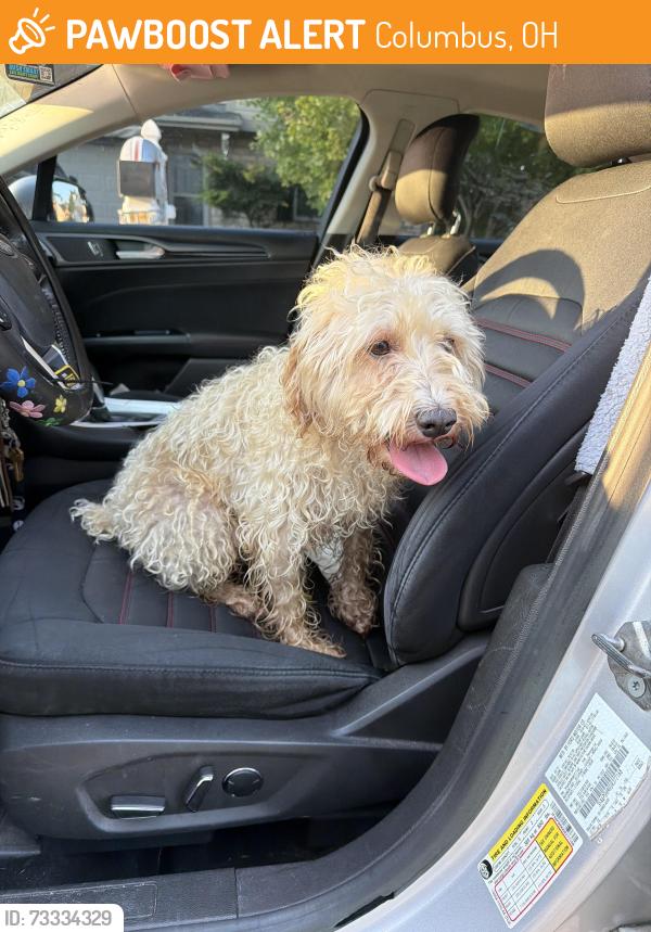 Found/Stray Male Dog last seen Candlish dr, Columbus, OH 43068
