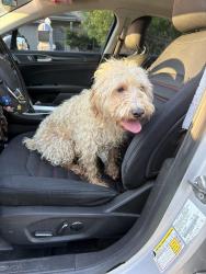 Found/Stray Male Dog last seen Candlish dr, Columbus, OH 43068