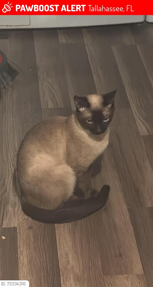 Lost Male Cat last seen Capital Cir SW, Tallahassee, FL 32305