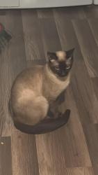 Lost Male Cat last seen Capital Cir SW, Tallahassee, FL 32305