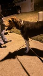 Found/Stray Male Dog last seen E Yosemite ave, Columbia, MO 65201