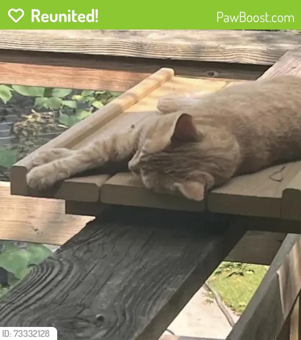 Reunited Female Cat last seen Seminole Drive, Greensboro, NC 27408