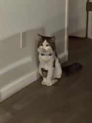 Lost Male Cat last seen Ardmore dr clairemont, San Diego, CA 92111
