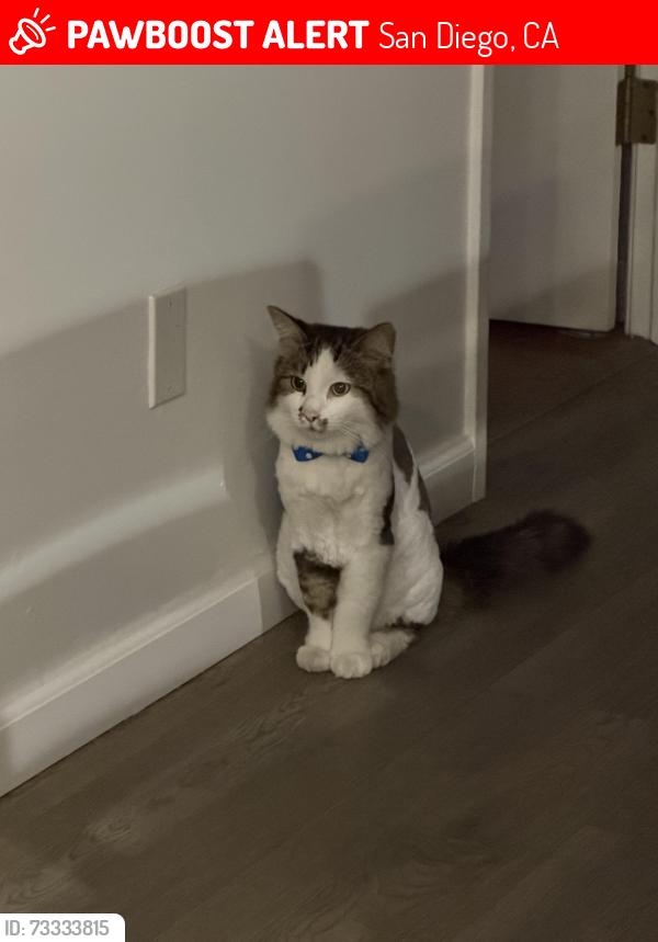 Lost Male Cat last seen Ardmore dr clairemont, San Diego, CA 92111