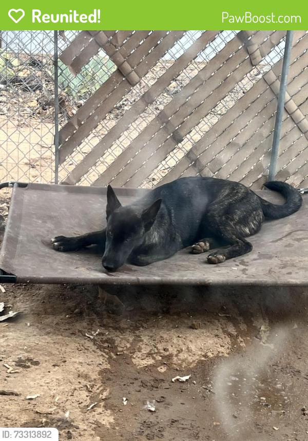 Reunited Male Dog last seen Littletown and Craycroft, Tucson, AZ 85756