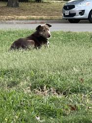 Reunited Male Dog last seen Monterey and Pipeline, Bedford, TX 76022