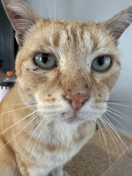 Reunited Male Cat last seen Colorado and 4th St Long Beach, Ca, Long Beach, CA 90831