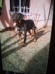Reunited Male Dog last seen 48th Ave Granada rd, Phoenix, AZ 85035