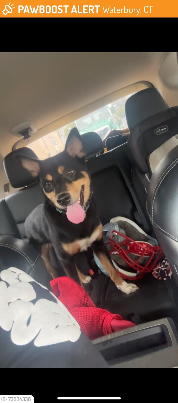 Found/Stray Unknown Dog last seen north main, Waterbury, CT 06704
