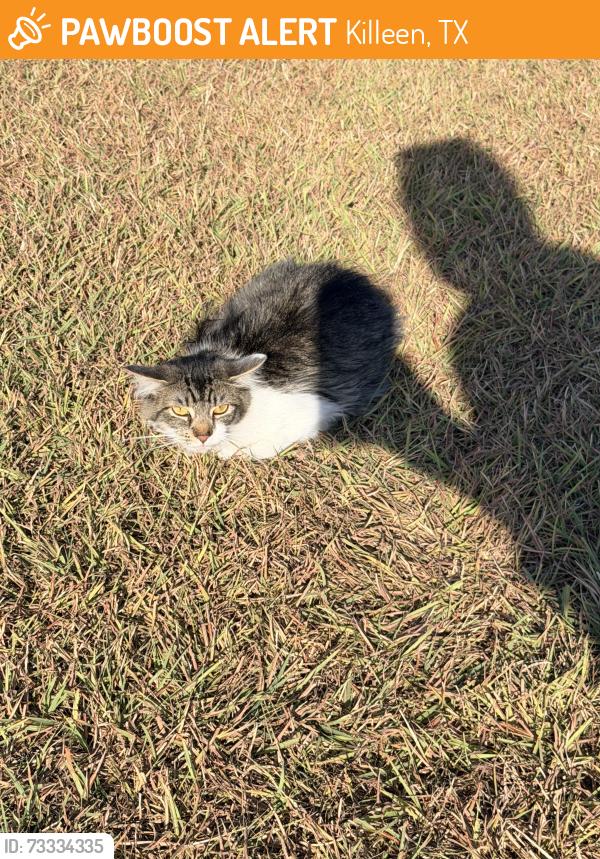 Found/Stray Female Cat last seen Grandon Drive/East Central Texas Expressway, Killeen, TX 76543