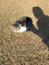Found/Stray Female Cat last seen Grandon Drive/East Central Texas Expressway, Killeen, TX 76543