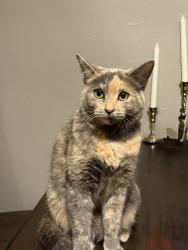 Lost Female Cat last seen Applegate and Foxdale., Roscoe, IL 61073