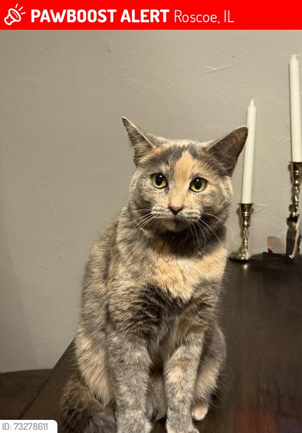 Lost Female Cat last seen Applegate and Foxdale., Roscoe, IL 61073