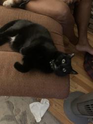 Reunited Female Cat last seen Sycamore Lane Elementary School, Lower Sackville, NS B4C 1E9