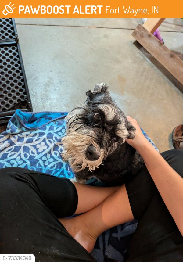 Found/Stray Unknown Dog last seen Countess dr, Fort Wayne, IN 46815