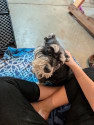 Found/Stray Unknown Dog last seen Countess dr, Fort Wayne, IN 46815