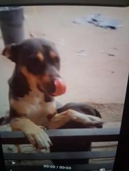 Reunited Female Dog last seen 48th Ave Granada rd, Phoenix, AZ 85035