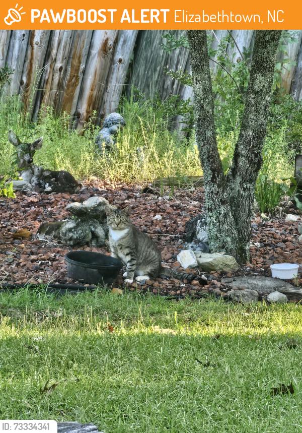 Found/Stray Male Cat last seen Near & 53w, Elizabethtown, NC 28337