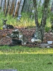 Found/Stray Male Cat last seen Near & 53w, Elizabethtown, NC 28337
