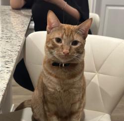 Lost Male Cat last seen woodcreak, Fate, TX 75189