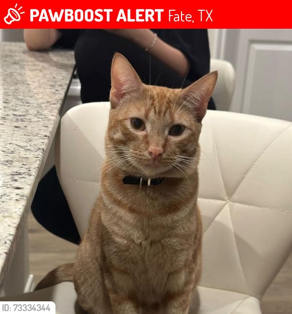 Lost Male Cat last seen woodcreak, Fate, TX 75189