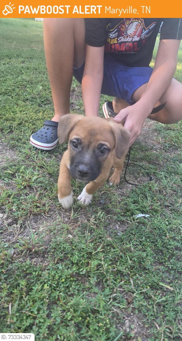 Found/Stray Male Dog last seen Wade Circle and Bungalow Street, Maryville, TN 37801