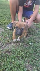 Found/Stray Male Dog last seen Wade Circle and Bungalow Street, Maryville, TN 37801