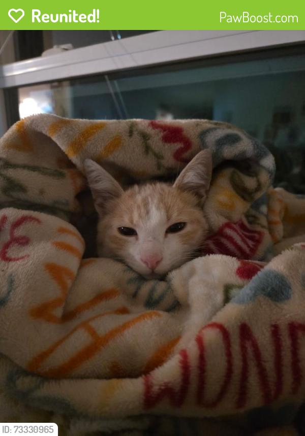 Reunited Male Cat last seen Forest Park Way, Cary, NC 27518