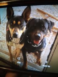 Reunited Unknown Dog last seen 48th Ave Granada rd, Phoenix, AZ 85035