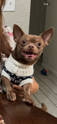 Reunited Male Dog last seen Dunkin’ Donuts parking, Orlando, FL 32825