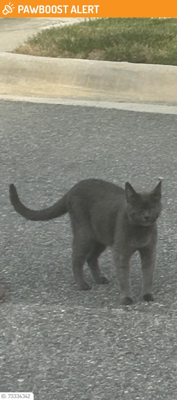 Found/Stray Female Cat last seen Ashford Hill Loop & Courthouse Rd, North Chesterfield, VA 23236