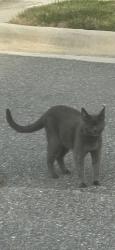 Found/Stray Female Cat last seen Ashford Hill Loop & Courthouse Rd, North Chesterfield, VA 23236