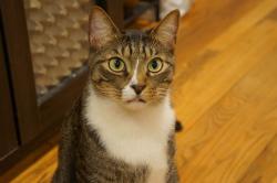 Reunited Male Cat last seen Middleton ave. Burger King in Bohemia. Lakeland ave, Bohemia, NY 11716