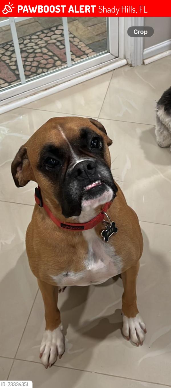 Lost Male Dog last seen County line road, Shady Hills, FL 34667