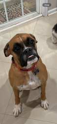 Lost Male Dog last seen County line road, Shady Hills, FL 34667
