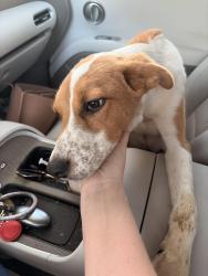 Found/Stray Female Dog last seen Catalina apmts, Lewisville, TX 75067